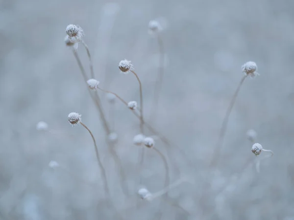 北海道冬季的枯草 — 图库照片