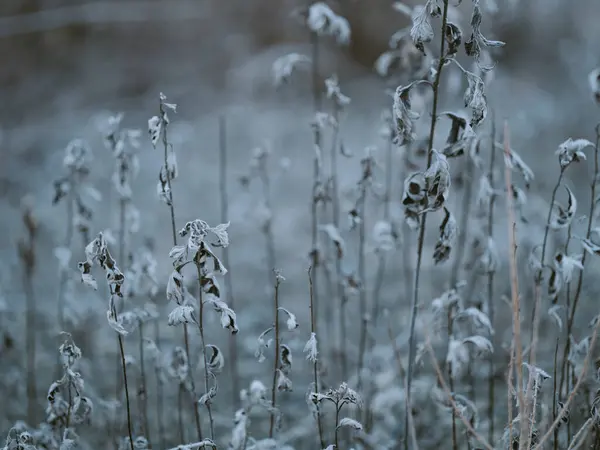 Rumput Mati Musim Dingin Hokkaido — Stok Foto