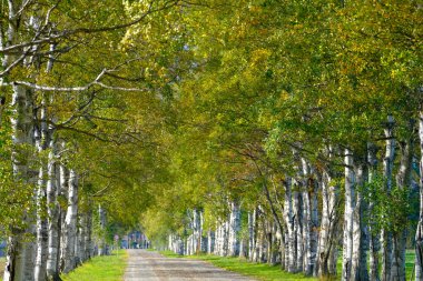 Ağaçlar sonbaharda Hokkaido 'da dizilmiş.