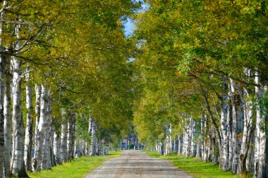 Ağaçlar sonbaharda Hokkaido 'da dizilmiş.