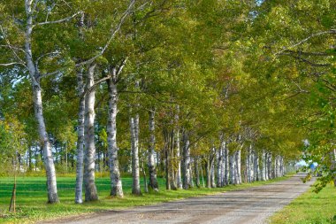 Ağaçlar sonbaharda Hokkaido 'da dizilmiş.