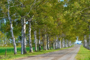 Ağaçlar sonbaharda Hokkaido 'da dizilmiş.
