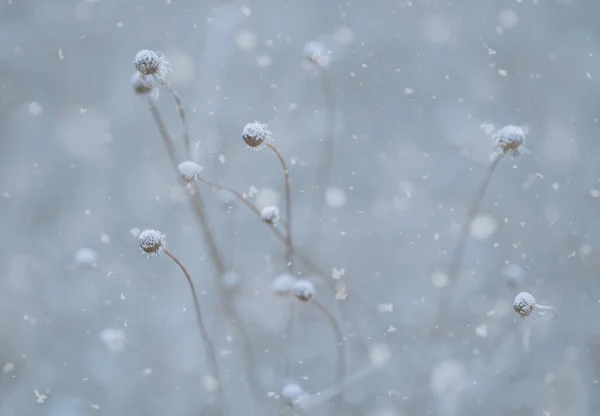 Växter Med Frost Vintern — Stockfoto