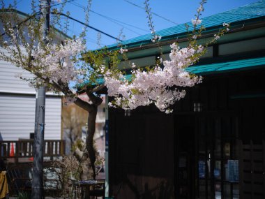 Hakodate Hokkaido 'da kiraz çiçekleri