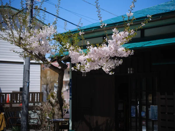 Hakodate Hokkaido Kiraz Çiçekleri — Stok fotoğraf