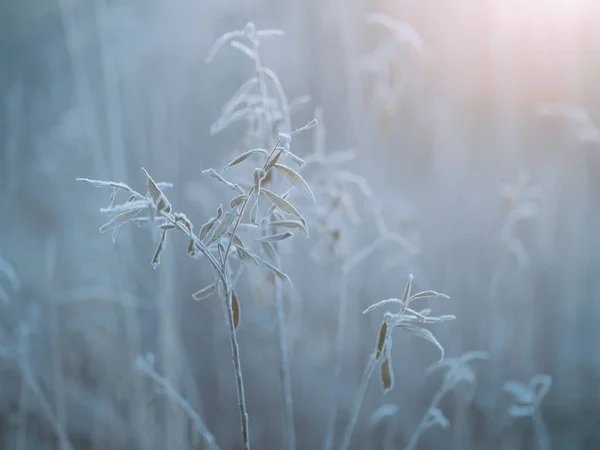 Νεκρό Φυτό Πρωί Του Χειμώνα — Φωτογραφία Αρχείου