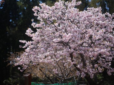 Matsumae Hokkaido 'da kiraz çiçekleri