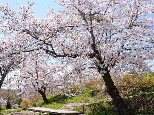 Flores Cereja Matsumae Hokkaido — Fotografia de Stock