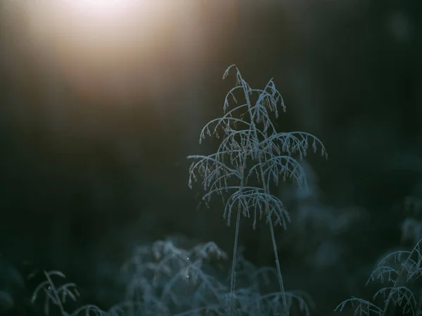Planta Morta Manhã Inverno — Fotografia de Stock