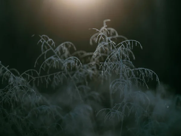 Död Växt Vintern Morgon — Stockfoto