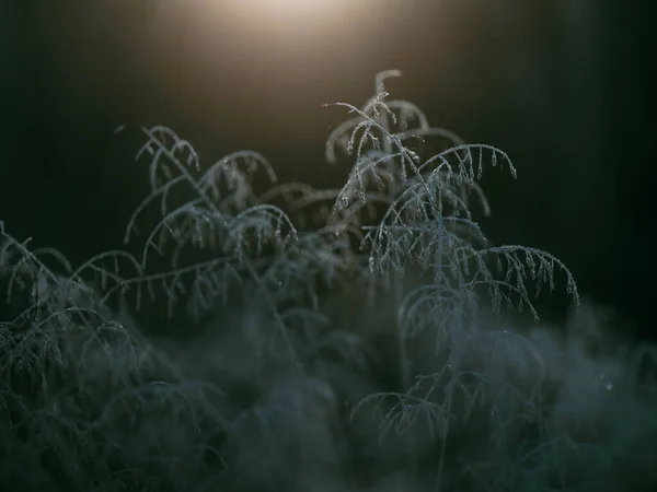 Planta Muerta Mañana Invierno — Foto de Stock