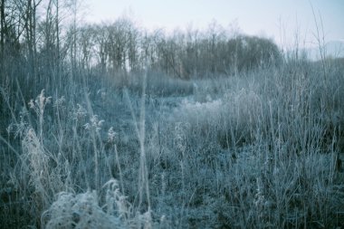 Kış Hokkaido 'sunda ölü ot