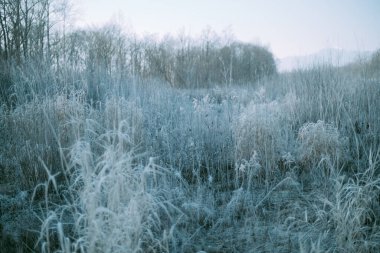 Kış Hokkaido 'sunda ölü ot