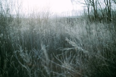 Kış Hokkaido 'sunda ölü ot