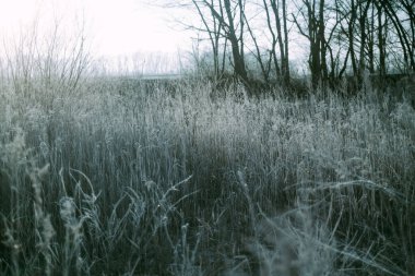 Kış Hokkaido 'sunda ölü ot