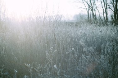 Kış Hokkaido 'sunda ölü ot