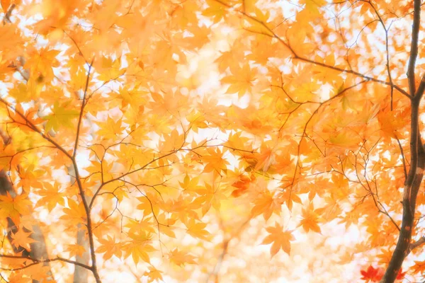 Осенние Листья Японии Хоккайдо — стоковое фото