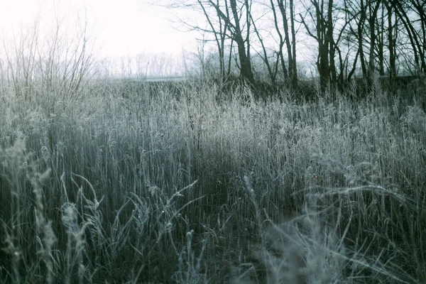 Kış Hokkaido 'sunda ölü ot