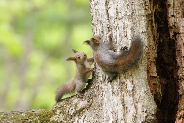 Frères Écureuils Sur Arbre — Photo