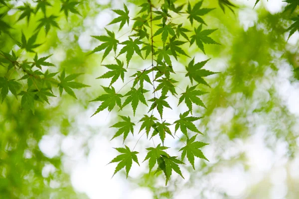 Groene Herfstbladeren Hokkaido — Stockfoto