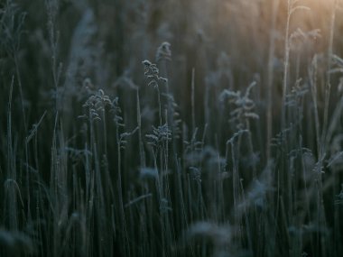 Kış Hokkaido 'sunda ölü ot