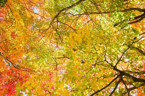 Hojas Otoño Hokkaido Japón —  Fotos de Stock