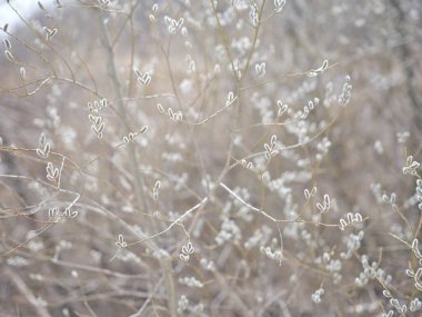 pussy willow in spring hokkaido