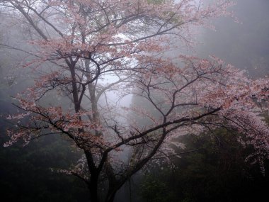 Japonya 'da kiraz çiçekleri ve sis