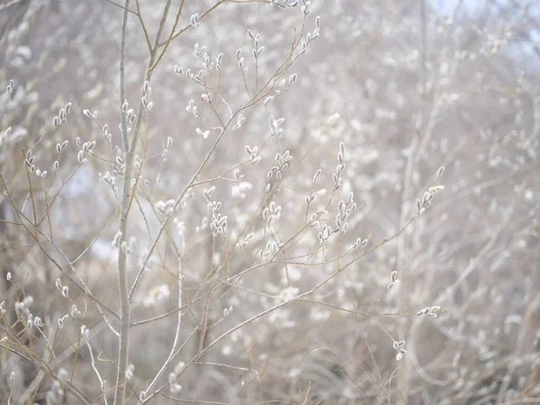 Figa Salice Primavera Hokkaido — Foto Stock