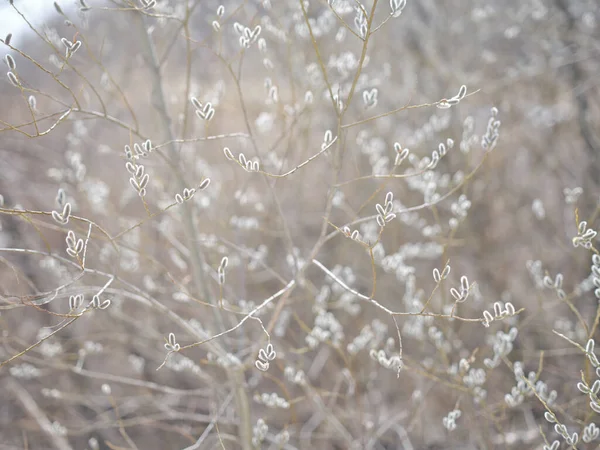 Pussy Willow Spring Hokkaido — Φωτογραφία Αρχείου