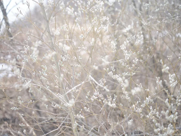 Figa Salice Primavera Hokkaido — Foto Stock