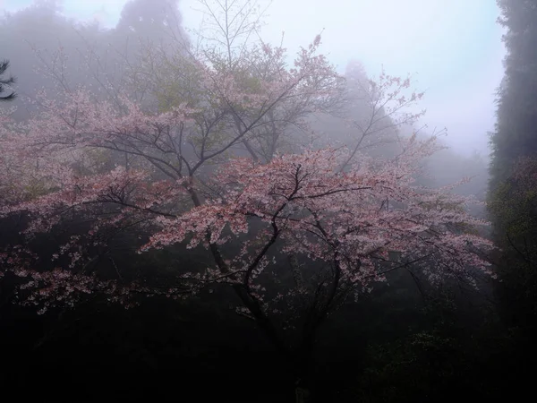 Japonya 'da kiraz çiçekleri ve sis