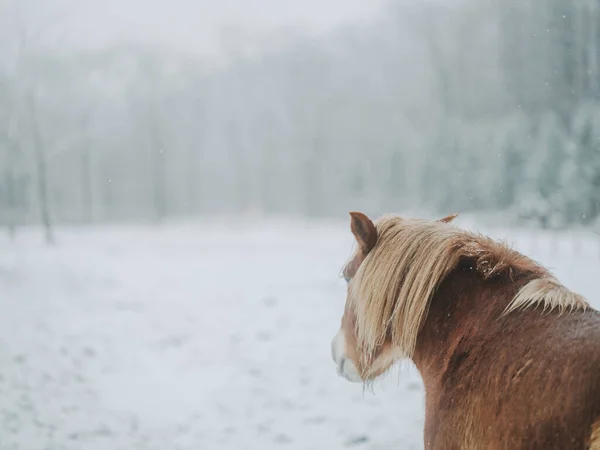 Dosanko Atı Kış Otlağında — Stok fotoğraf