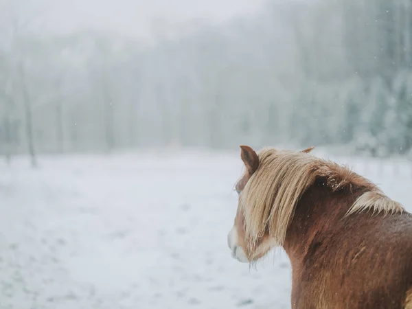 Dosanko Horse Winter Pasture — Stock Photo, Image