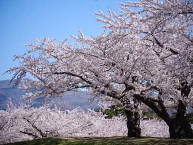 Japonya 'da kiraz çiçekleri var.
