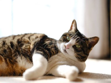 Pencerenin yanında bir kedi