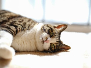 Pencerenin yanında bir kedi