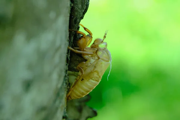 Cicada Shell Tree Summer — Stock Photo, Image