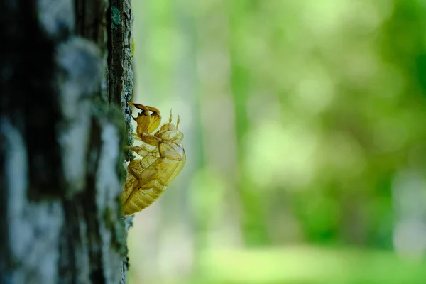 Zikaden Muschel Auf Baum Sommer — Stockfoto