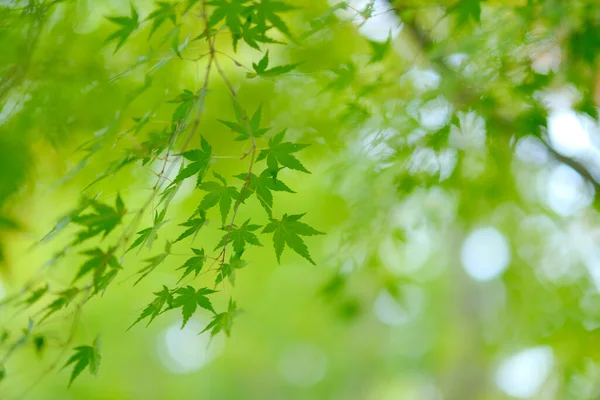 Zelené Podzimní Listy Hokkaido — Stock fotografie