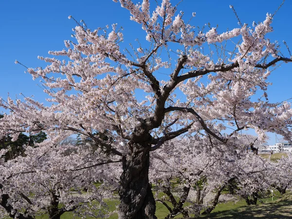 Somiyoshino Άνθη Κερασιάς Στην Ιαπωνία — Φωτογραφία Αρχείου
