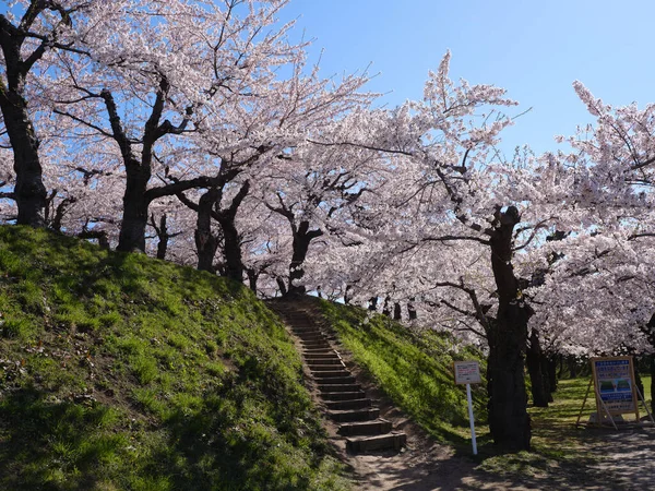 Kwitną Kwiaty Wiśni Japonii — Zdjęcie stockowe