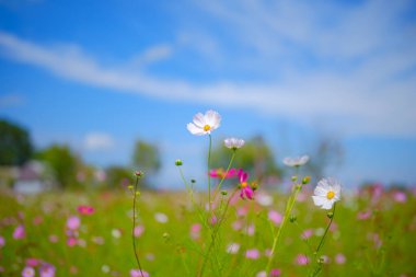 Kozmos çiçeği ve mavi gökyüzü