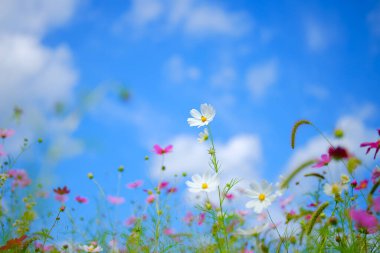 Kozmos çiçeği ve mavi gökyüzü