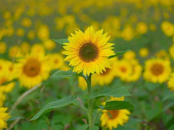 yaz ayçiçeği tarlası Hokkaido