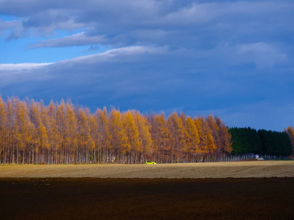 Winddicht Bos Herfst Hokkaido — Stockfoto