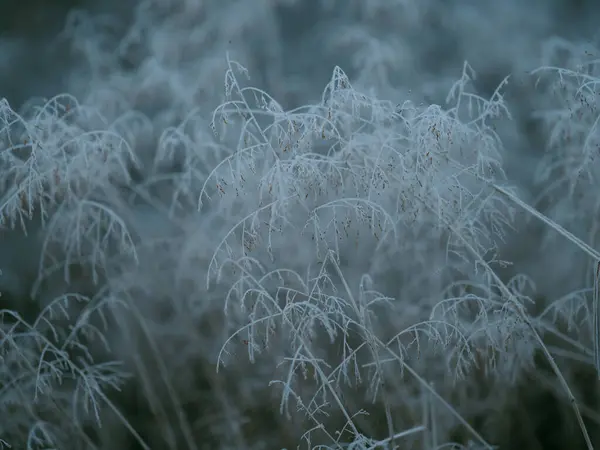 冬の朝の霜の草 — ストック写真