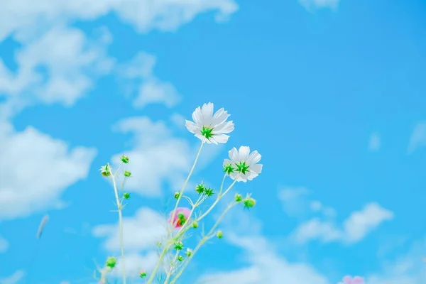 Κόσμος Λουλούδι Και Μπλε Ουρανός — Φωτογραφία Αρχείου
