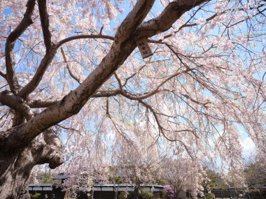 Baharda ağlayan kiraz ağacı