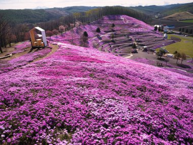 İlkbaharda hokkaido 'da yosun filizi